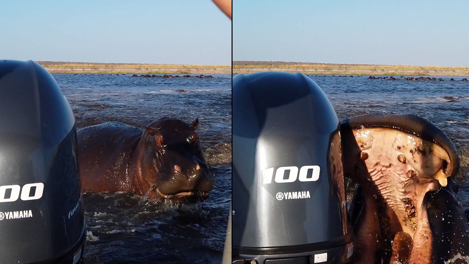 Charging hippo bites tourist boat's rear motor in furious chase